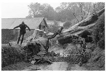 fallen beech at forder farm 1983.jpg