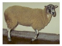 sheep.jpg