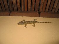 gecko.jpg