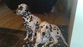 Dogs2.jpg