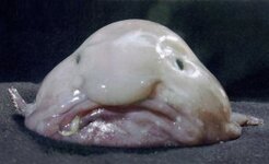 The-Blob-Fish-300x183.jpg