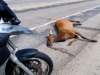 deer.jpg