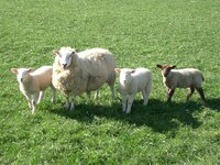 ewe and family.jpg