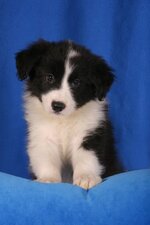 collie.jpg
