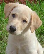 puppy.jpg