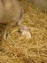 lambs 1.jpg