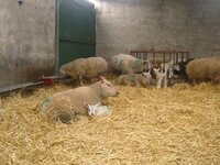 lambs 2.jpg