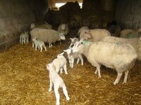 lambs 3.jpg