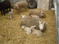 lambs 4.jpg
