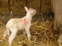 lambs 5.jpg
