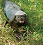 Honey%20badger.jpg