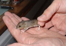 wood mouse.jpg