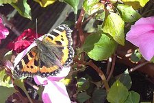 butterfly.jpg