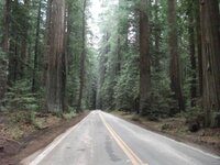 Redwood.jpg