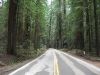 Redwood1.jpg