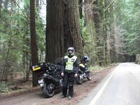 Redwood 2.jpg