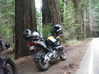 Redwood 3.jpg
