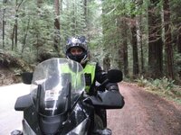 Redwood 4.jpg