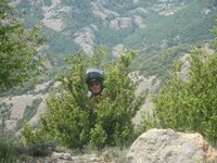 Bush.JPG