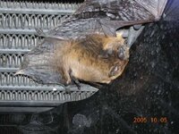 resized bat.jpg
