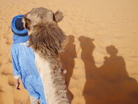 camel.jpg