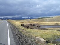 Buffalo`s in Yellowstone.jpg