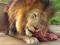 IMG_1175.jpg