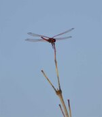 _DSC2614.jpg