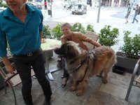 P1010022 big dog.jpg