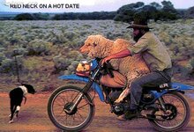 sheep-on-motorbike.jpg