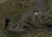Sheep[1].jpg