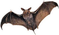 Bat.jpg