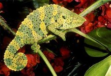 mellers-chameleon.jpg