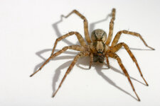 spider.jpg