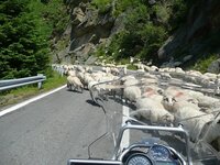 gs transfagarasan sheep.jpg