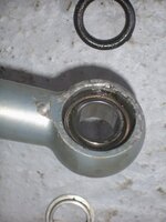 wilbers bush  seals etc.jpg