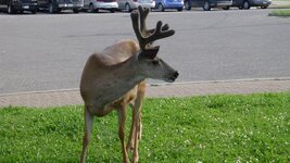 Waterton4.JPG