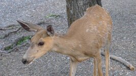 Waterton7.JPG