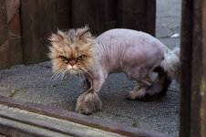 shaved-cat-2.jpg