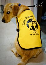 guide-dog-blind-helper-aid-white-cane-work-13.jpg