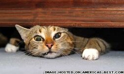 pics_cat-gets-squashed.jpg