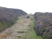 Rudland Rigg 14-08-11 015.jpg