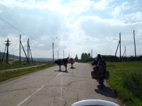 animals on the road more and more!.jpg