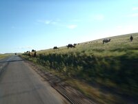 camels.jpg