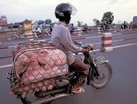 Hog Rider.jpg