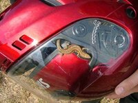 Lizardhelmet2S.jpg