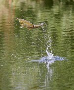 jumping trout.jpg
