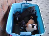 Puppiesa.jpg