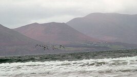 Rossbeigh Beach.JPG