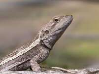 lizards.jpeg